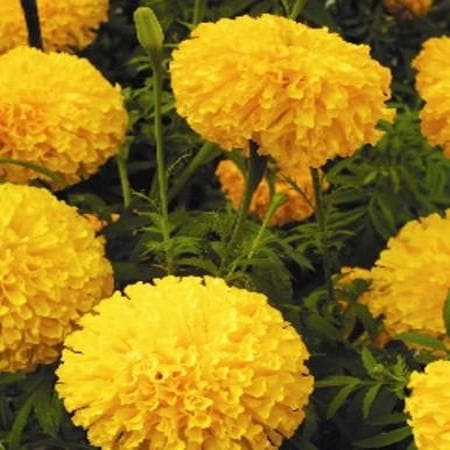 Arrow Gold Marigold Seeds - East West | F1 Hybrid | Buy Online at Best Price