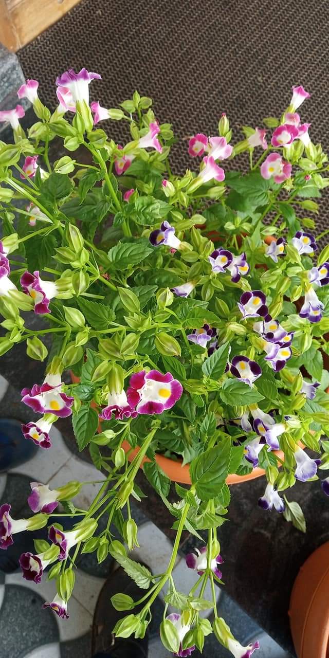Torenia Pearl Mix Seeds - Indus | F1 Hybrid | Buy Online at Best Price