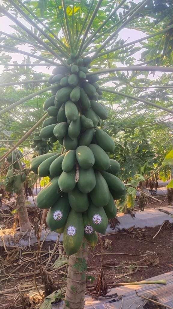 Red Baby Papaya Seeds - Known You | F1 Hybrid | Buy Online - DesiKheti