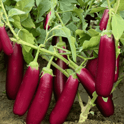 NO. 704 Brinjal Seeds - Sungro | F1 Hybrid | Buy Online at Best Price