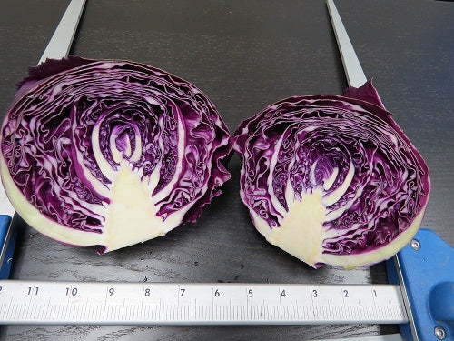 Scarlet Hybrid Cabbage (Known You Seeds)