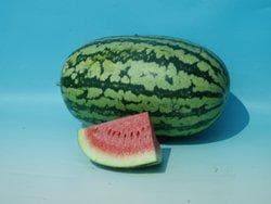 Chirag Watermelon Seeds - Known You | F1 Hybrid | Buy Online at Best Price