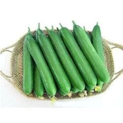 Maria Cucumber Seeds -Known You | F1 Hybrid | Buy Online at Best Price