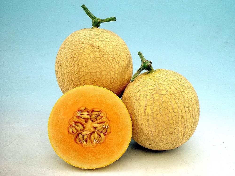 Sunrise Muskmelon Seeds - Known You | F1 Hybrid | Buy Online at Best Price