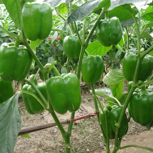 ndus 1201 Capsicum Seeds | F1 Hybrid | Buy Online at Best Price