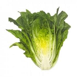 Maximus RZ (41-95) Cox Lettuce Seeds - Rijk Zwaan | F1 Hybrid | Buy Now