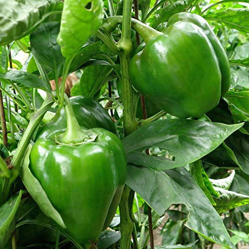 ndus 1201 Capsicum Seeds | F1 Hybrid | Buy Online at Best Price