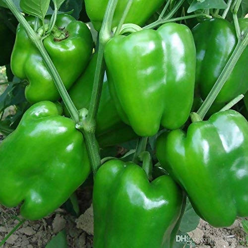 ndus 1201 Capsicum Seeds | F1 Hybrid | Buy Online at Best Price