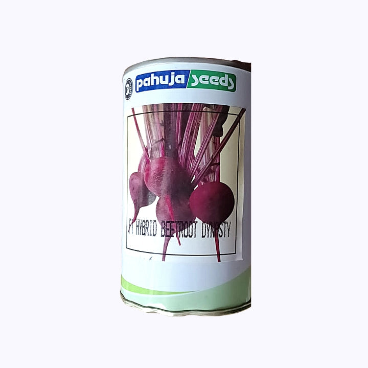 Dynasty Beetroot Seeds - Pahuja | F1 Hybrid | Buy Online at Best Price