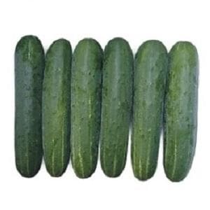 Ruchita Cucumber Seeds - Known You | F1 Hybrid | Buy Online at Best Price