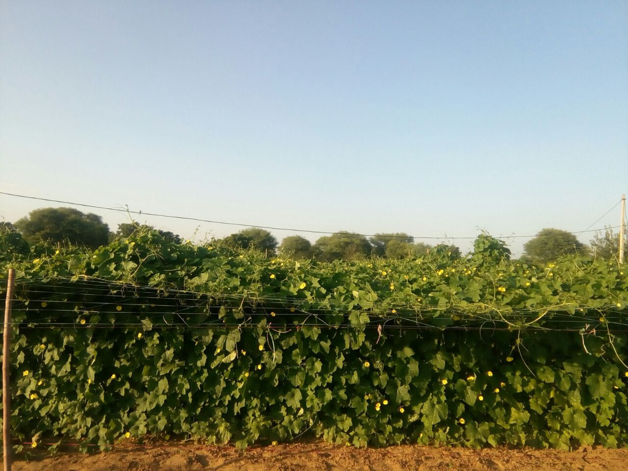 Rajat Ridge gourd Seeds - Known You | F1 Hybrid | Buy Online at Best Price