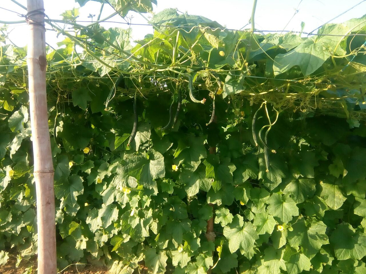 Rajat Ridge gourd Seeds - Known You | F1 Hybrid | Buy Online at Best Price