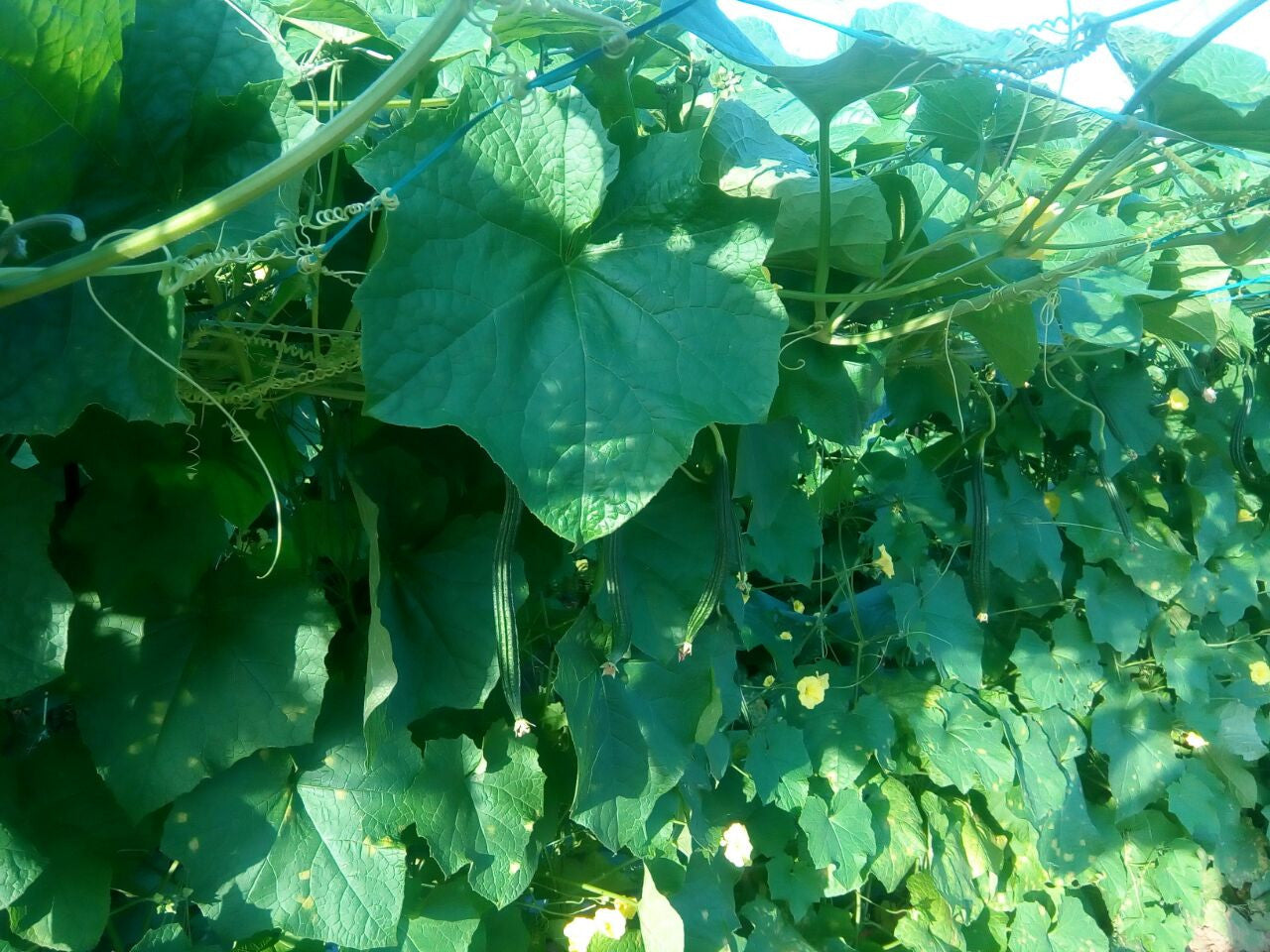 Rajat Ridge gourd Seeds - Known You | F1 Hybrid | Buy Online at Best Price