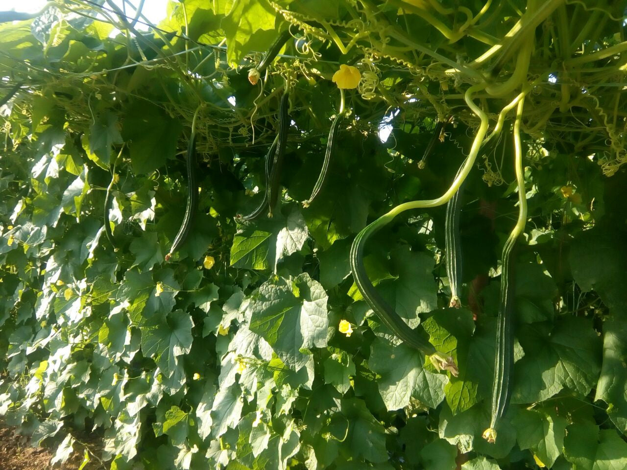 Rajat Ridge gourd Seeds - Known You | F1 Hybrid | Buy Online at Best Price