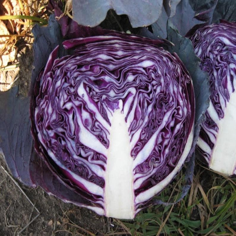 Red Jewel Cabbage Seeds - Sakata | F1 Hybrid | Buy Online at Best Price