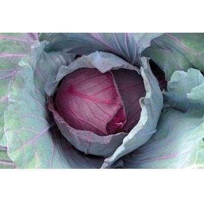 Red Jewel Cabbage Seeds - Sakata | F1 Hybrid | Buy Online at Best Price