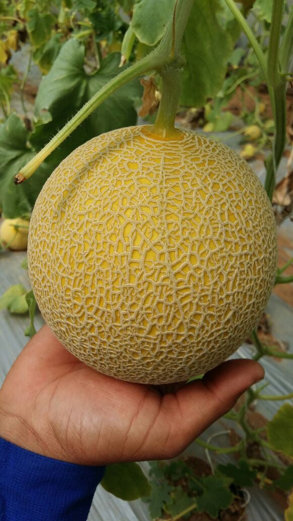 34-248 RZ Muskmelon Seeds - Rijk Zwaan | F1 Hybrid | Buy Online Now