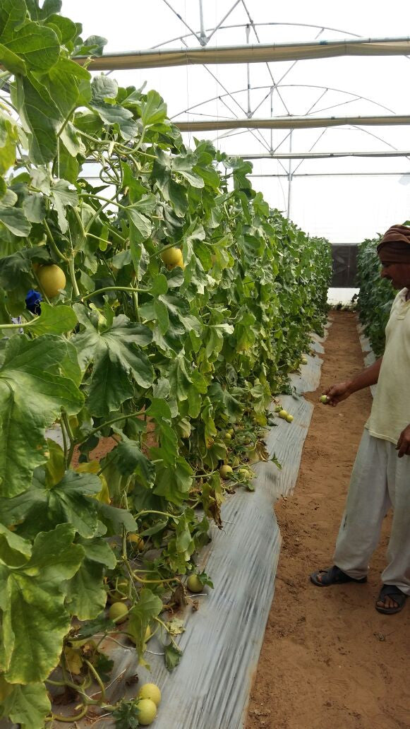 34-248 RZ Muskmelon Seeds - Rijk Zwaan | F1 Hybrid | Buy Online Now