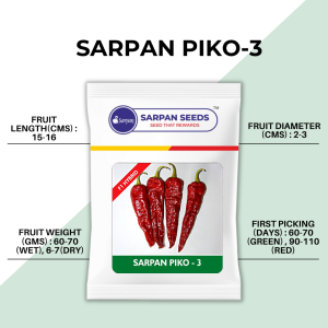 Sarpan Piko-3 Chilli Seeds | F1 Hybrid | Buy Online at Best Price