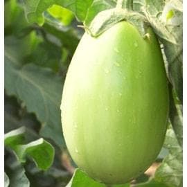 NO. 1014 Brinjal Seeds - Sungro | F1 Hybrid | Buy Online at Best Price