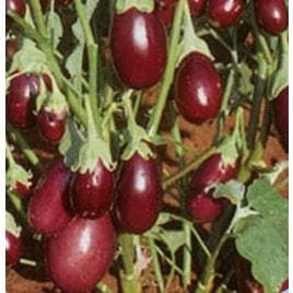 Pragati Brinjal Seeds - Sungro | F1 Hybrid | Buy Online at Best Price