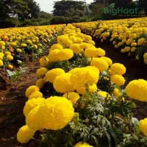 Tennis Ball Marigold Seeds - Indus | F1 Hybrid | Buy Online at Best Price