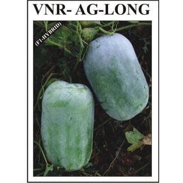 VNR AG Long Ash Guard Seeds | F1 Hybrid | Buy Online at Best Price