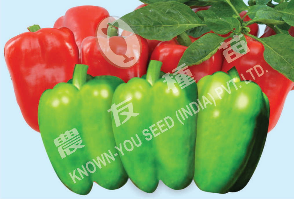 Ayesha Sweet pepper Seeds - Known You | F1 Hybrid | Buy Online at Best Price