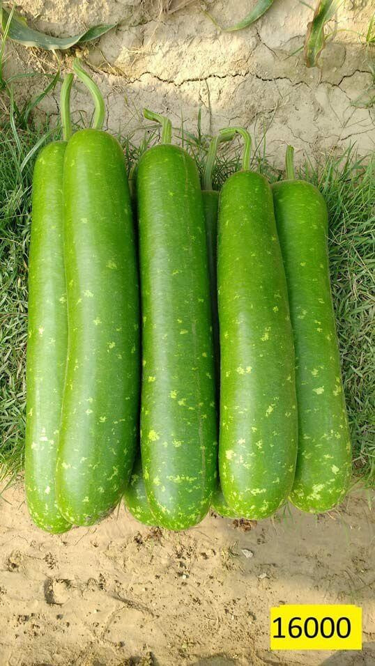 Pan 16000 Bottle Gourd Seeds | F1 Hybrid | Buy Online at Best Price