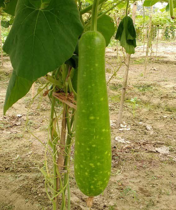 Pan 16000 Bottle Gourd Seeds | F1 Hybrid | Buy Online at Best Price