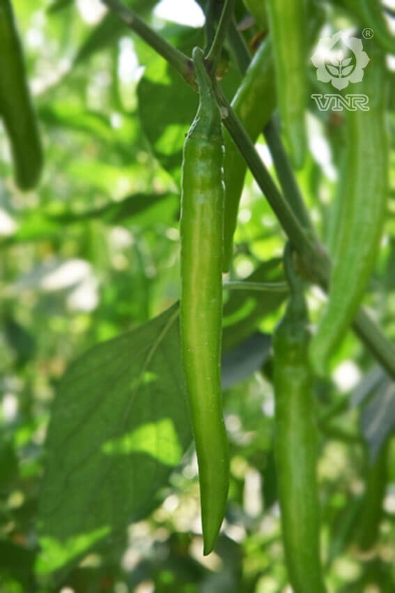 Sahiba Chilli Seeds - VNR | F1 Hybrid | Buy Online at Best Price