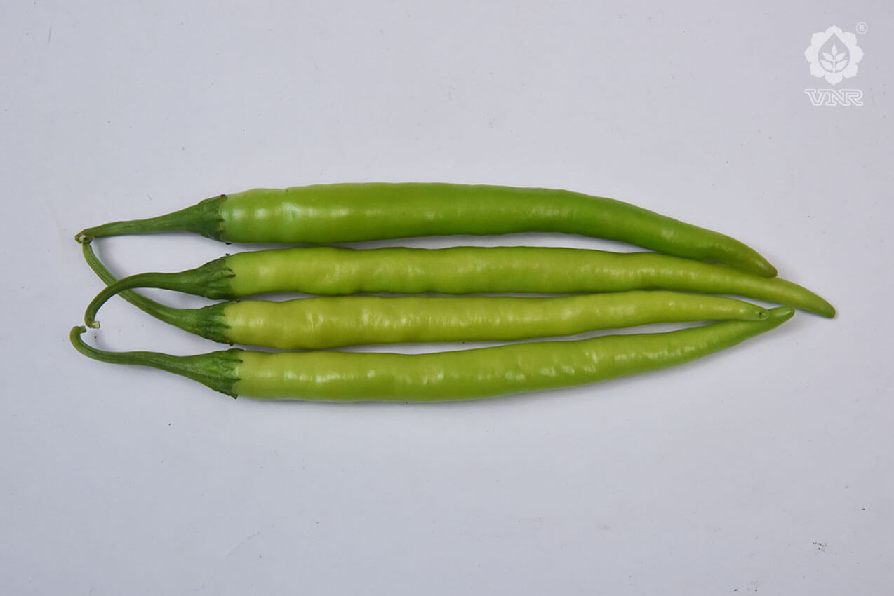 VNR-145 Chilli Seeds | F1 Hybrid | Buy Online at Best Price