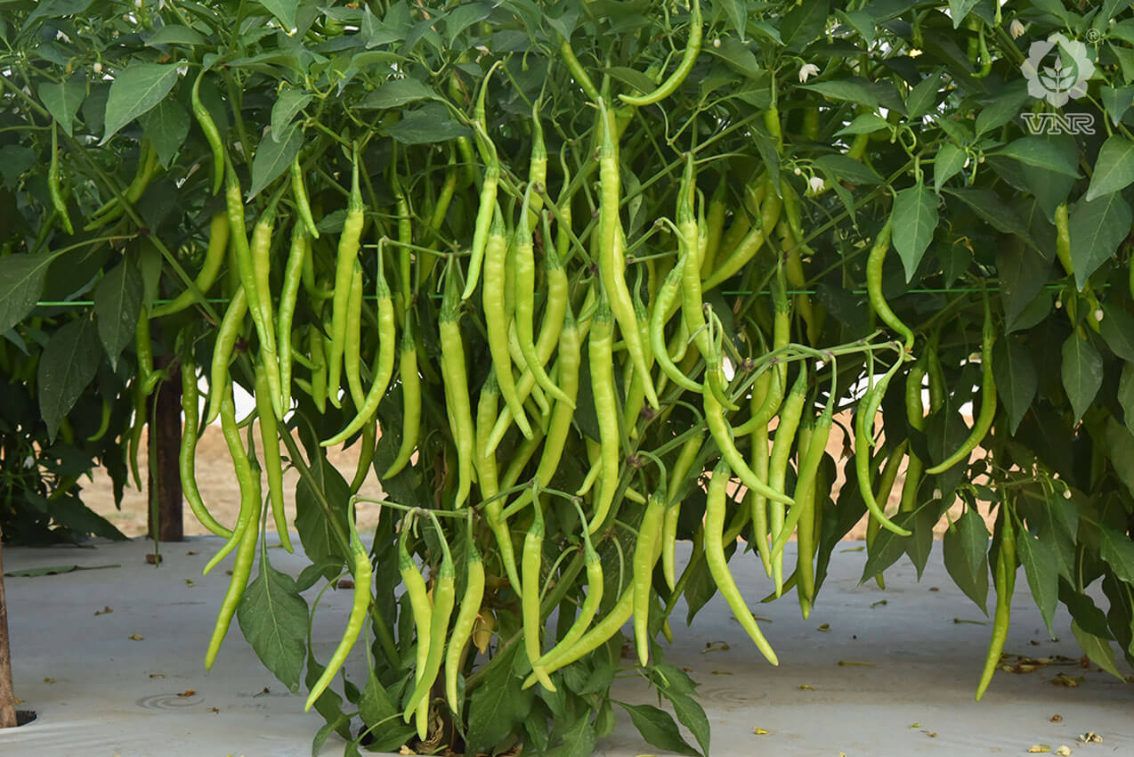 VNR-145 Chilli Seeds | F1 Hybrid | Buy Online at Best Price