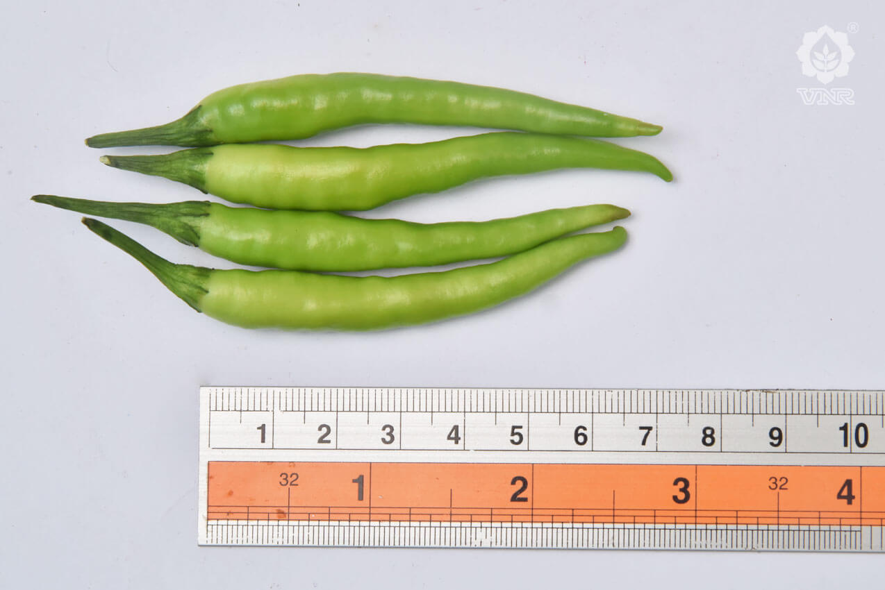 VNR 1921 Chilli Seeds | F1 Hybrid | Buy Online at Best Price