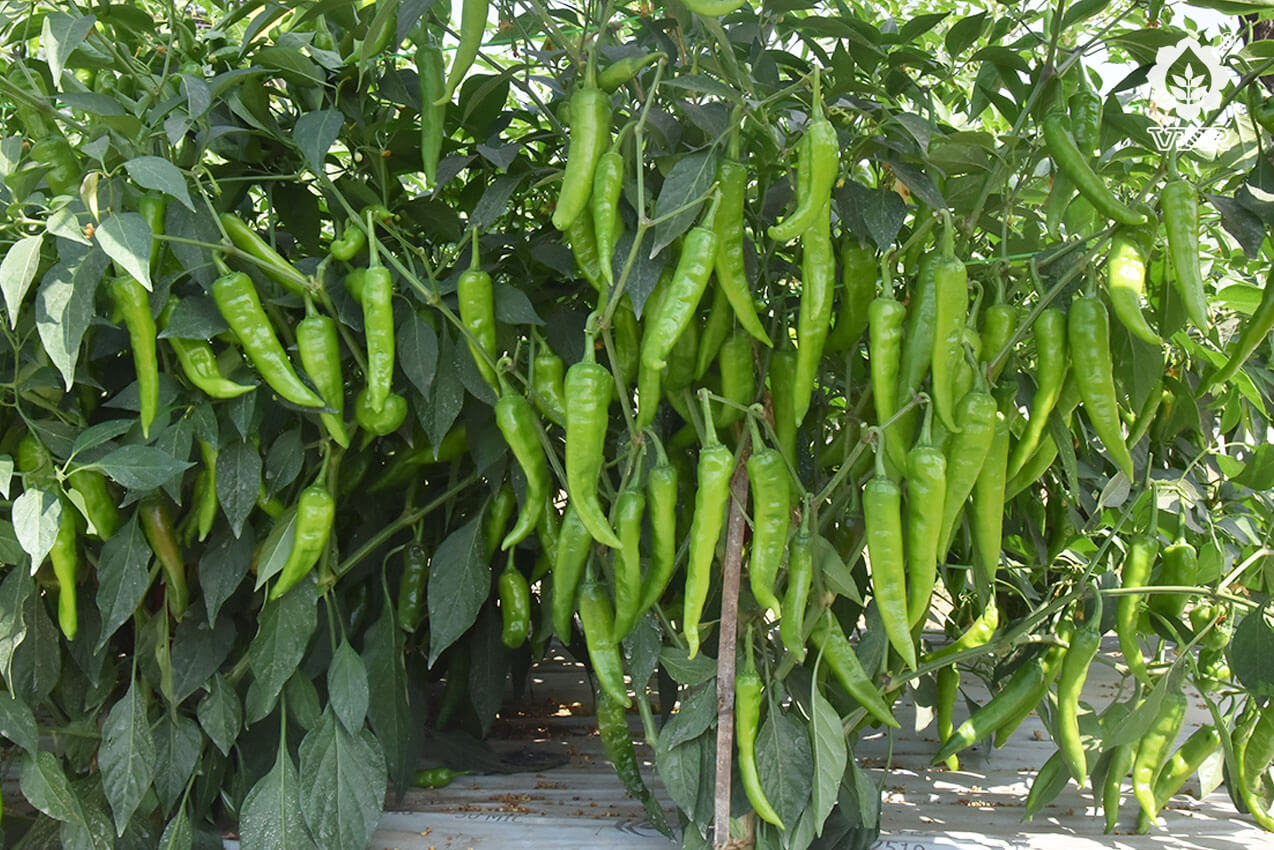 VNR S-212 Chilli Seeds | F1 Hybrid | Buy Online at Best Price