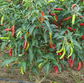 VNR AG Long Ash Guard Seeds | F1 Hybrid | Buy Online at Best Price