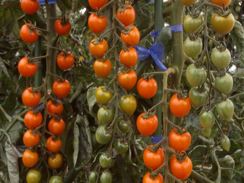 Suncherry Extra Sweet Cherry Tomato Seeds - Tokita | F1 Hybrid | Buy Online at Best Price