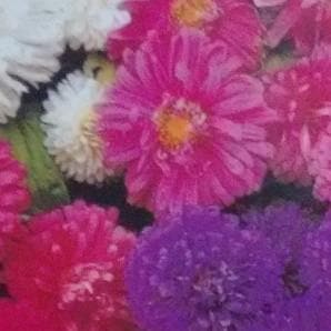 Aster Seeds - Indo American | F1 Hybrid | Buy Online at Best Price