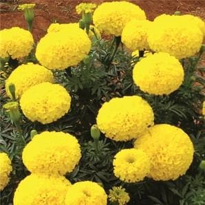 Rambha Marigold Seeds - Fito | F1 Hybrid | Buy Online at Best Price
