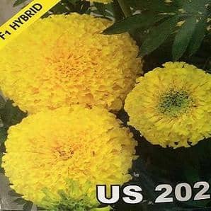 US 202 Marigold Seeds - Nunhems | F1 Hybrid | Buy Online at Best Price