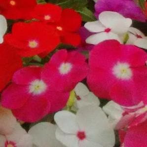 Vinca Seeds - Indo American | Buy Online at Best Price – Desikheti