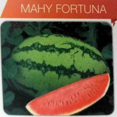 Fortuna Watermelon Seeds - Mahyco | F1 Hybrid | Buy Online at Best Price