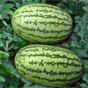 Gulfam Watermelon Seeds - Fito | F1 Hybrid | Buy Online at Best Price
