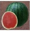 NS 252 Watermelon Seeds - Namdhari | F1 Hybrid | Buy Online at Best Price