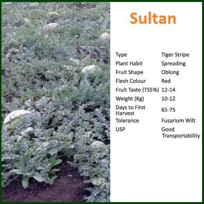 Sultan Watermelon Seeds - Bioseed | F1 Hybrid | Buy Online - DesiKheti