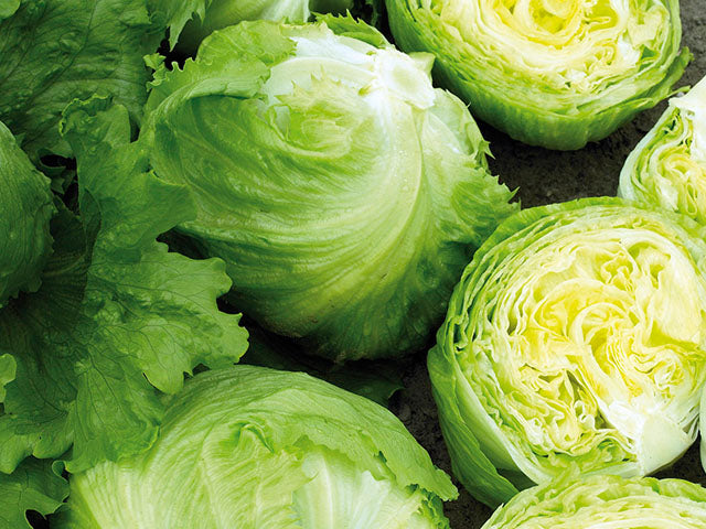 Glendana Iceberg Lettuce Seeds - Enza Zaden | F1 Hybrid | Buy Online