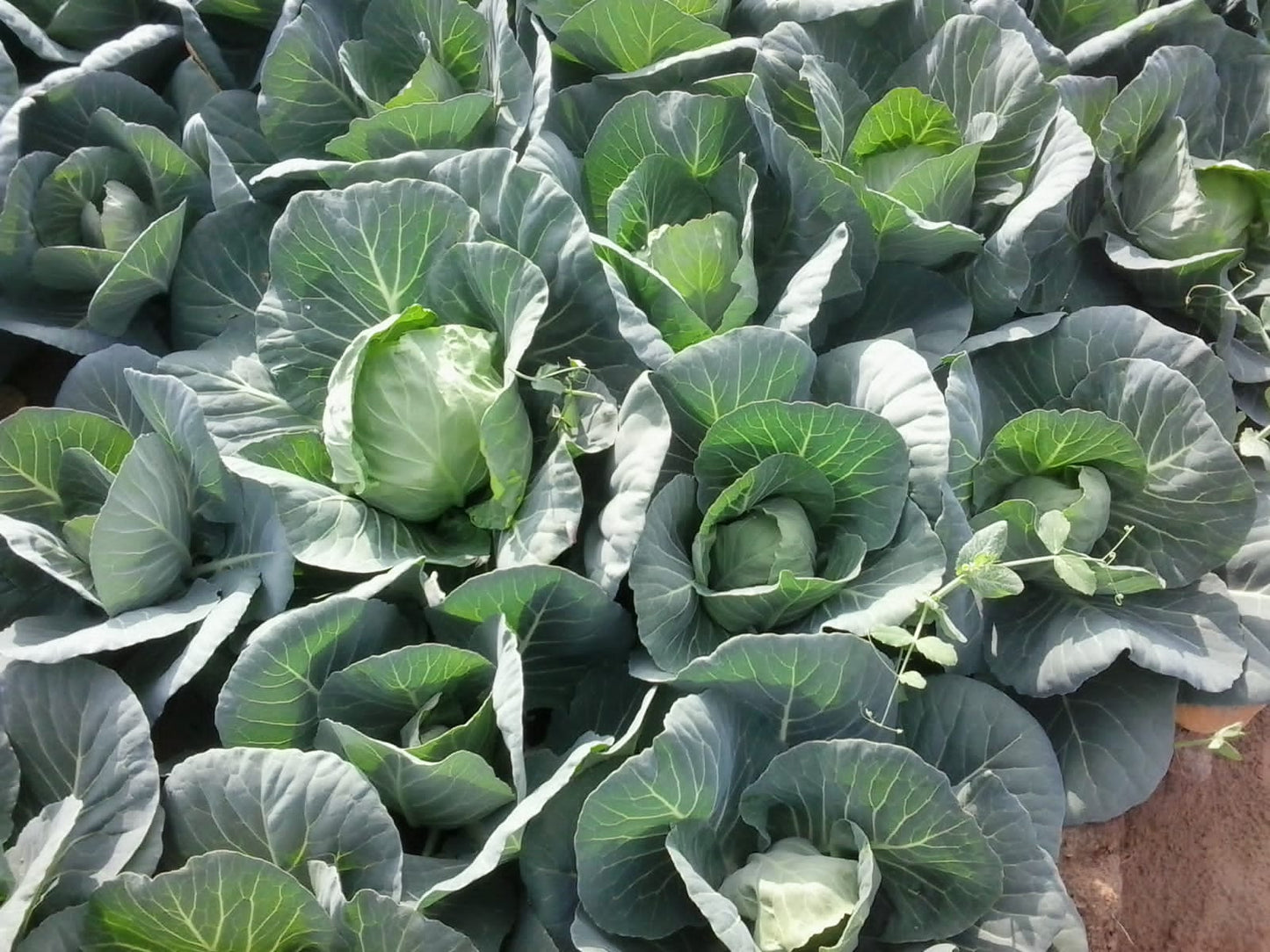 Green Presto Cabbage Seeds - Tokita | F1 Hybrid | Buy Online at Best Price