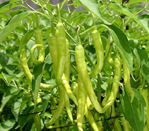 Jalsa 3 Chilli Seeds - Indus | F1 Hybrid | Buy Online at Best Price