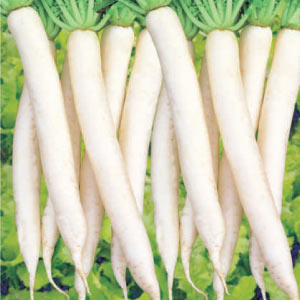 Ivory White Radish Seeds - Ashoka | F1 Hybrid | Buy Online at Best Price