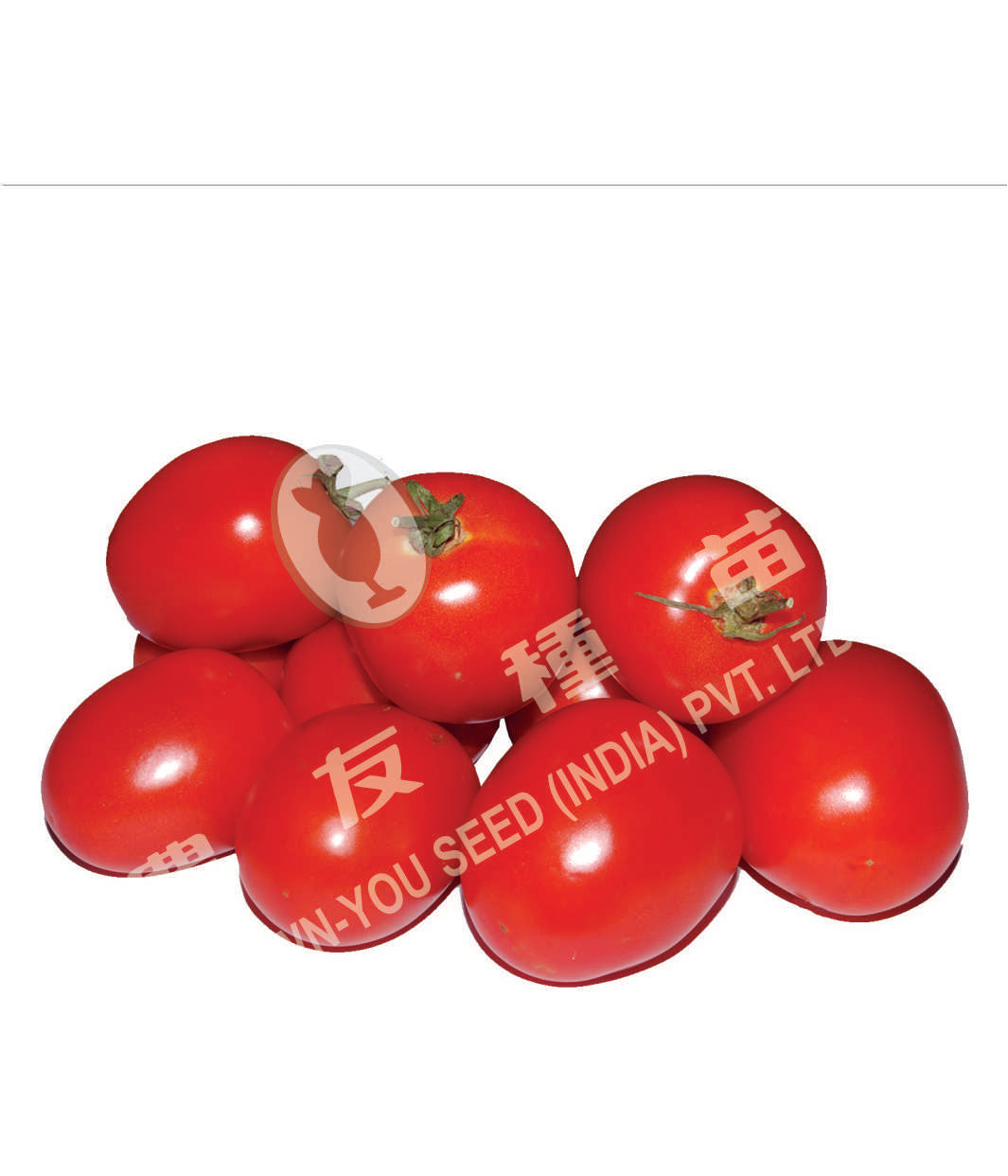 Sudharak Tomato Seeds - Known You | F1 Hybrid | Buy Online at Best Price